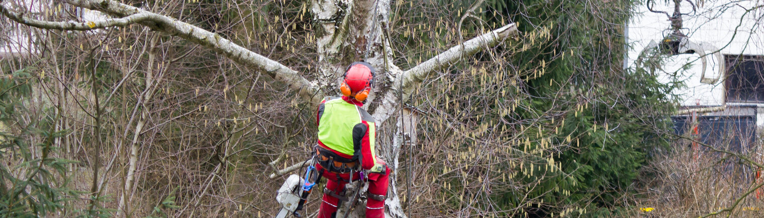 Baumschnitt auf Privatgrund, Garten- und Umgebungsarbeiten.