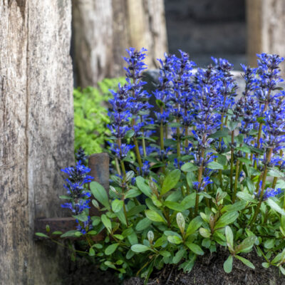 Responsabilité en cas de plantes envahissantes