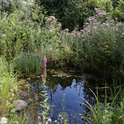 Les étangs de jardin et les moustiques