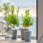 Un balcon vert pour tout le monde