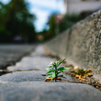 Désimperméabiliser : le combat contre l’asphalte