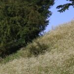 Prévenir les dégâts causés par les espèces envahissantes