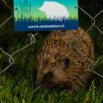 Voie libre pour hérissons & Cie