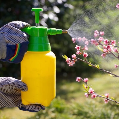 Com­ment bichon­ner nos jar­dins sans pesticides ?