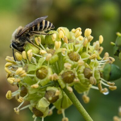 Favorisez les abeilles sauvages dans votre jardin